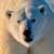 Polar Bears and Global Warming