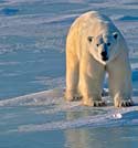 Polar Bears and Global Warming